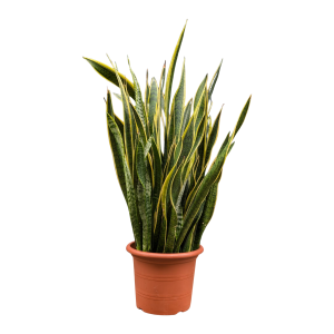 Sansevieria 1